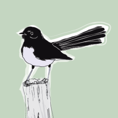 Willie Wagtail 250x195